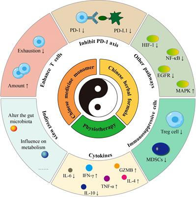 Traditional Chinese medicine inhibits PD-1/PD-L1 axis to sensitize cancer immunotherapy: a literature review
